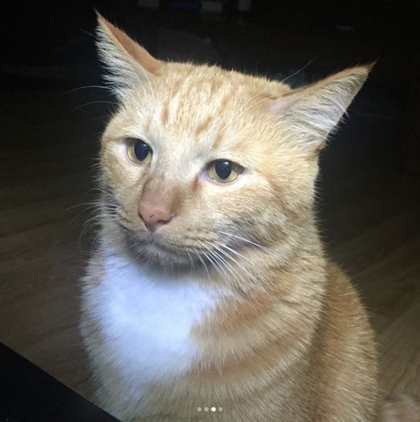 멘붕고양이